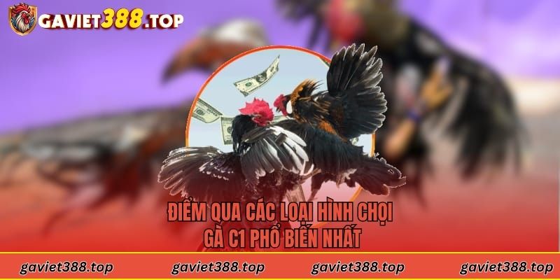 Điểm qua các loại hình chọi gà C1 phổ biến nhất