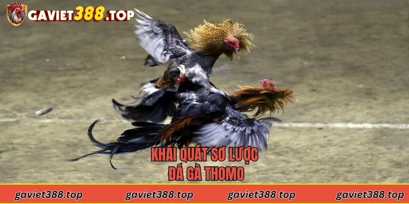 Khái quát sơ lược đá gà Thomo