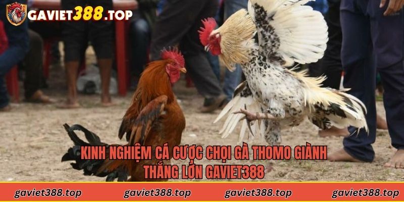 Kinh nghiệm cá cược chọi gà Thomo giành thắng lớn Gaviet388
