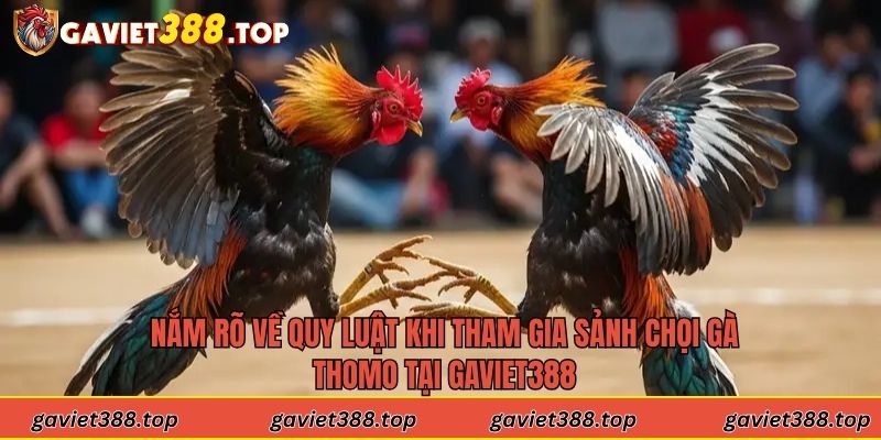 Nắm rõ về quy luật khi tham gia sảnh chọi gà Thomo tại Gaviet388