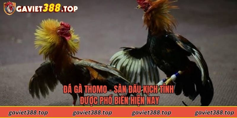 Đá Gà Thomo - Sàn Đấu Kịch Tính Được Phổ Biến Hiện Nay